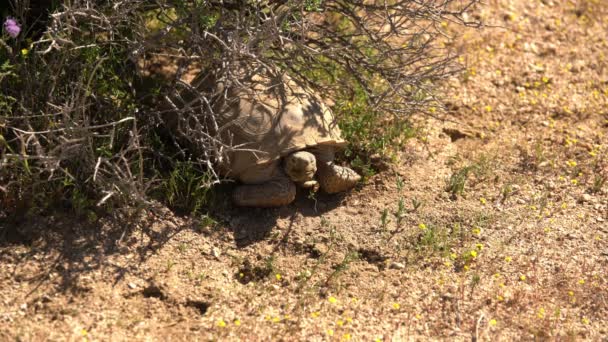 Vahşi Çöl Kaplumbağası Gopherus Agassizii Mojave Çölü Kaliforniya — Stok video