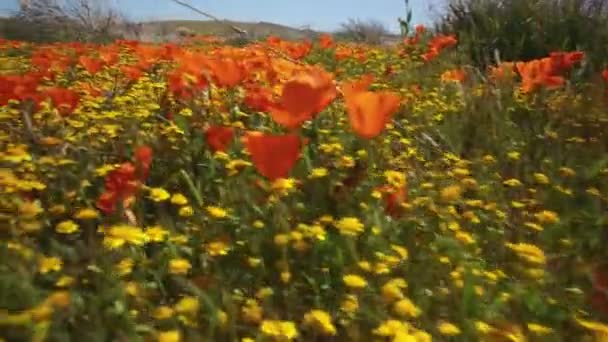 Kwiat Pole Widzenia Bug Poppy Super Bloom California Stabilizator Gimbal — Wideo stockowe