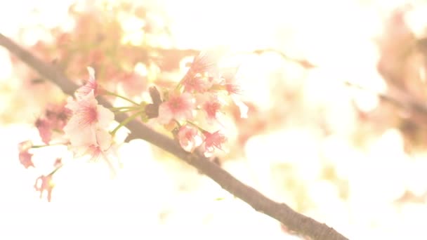 Cherry Blossom Dolly Pan Soft Focus Luce Del Sole Nella — Video Stock