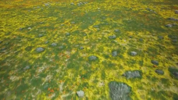 Poppy Flowers Aerial Shot Super Bloom Antelope Valley California Usa — Stock Video