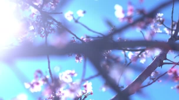 Kiraz Çiçeği Dolly Pan Yumuşak Odaklı Güneş Işığı Lkbahar Sezonunda — Stok video