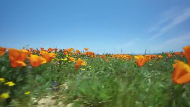 Flower Field Bug Eye View Poppy Super Bloom California Axis — стоковое видео