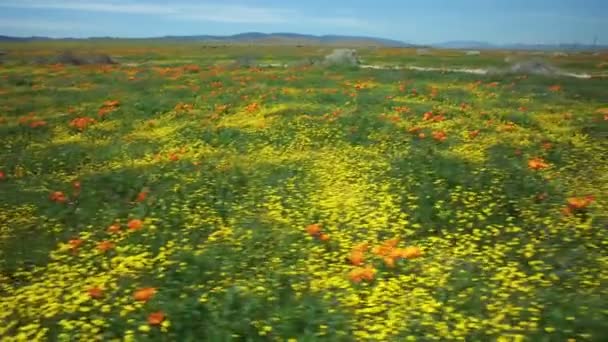 Fleur Champ Bug Eye View Coquelicot Super Bloom Californie Axe — Video