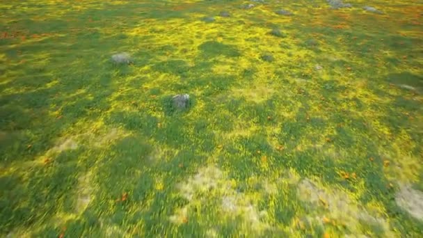 Aerial Shot Super Bloom Antelope Valley California Usa — Vídeo de stock
