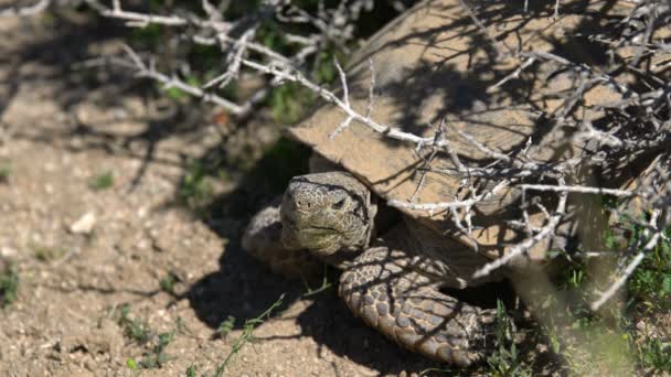 Wilde Wüstenschildkröte Gopherus Agassizii Der Mojave Wüste Kalifornien Usa — Stockvideo