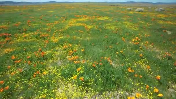 Poppy Flowers Strzał Powietrza Super Bloom Antelope Valley Kalifornia Usa — Wideo stockowe