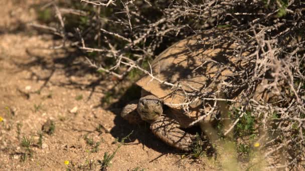 Wild Desert Tortoise Gopherus Agassizii Mojave Desert California Usa — Stock Video