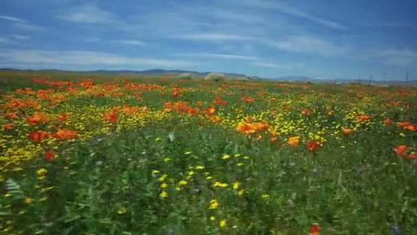 Flower Field Bug Eye View Poppy Super Bloom California Axis — 图库视频影像