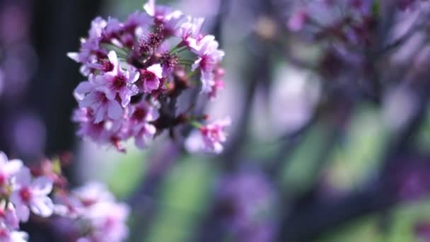 Cherry Blossom Dolly Pan Soft Focus Sunlight Spring Season Japan — Stock Video