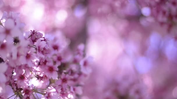 Cherry Blossom Sunlight Dolly Pan Soft Focus Spring Season Japan — Stock Video