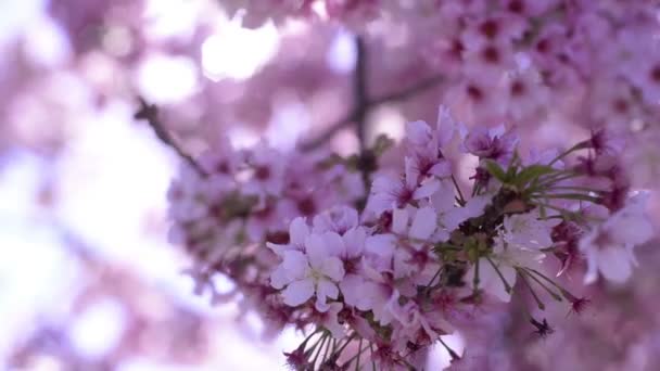 Cherry Blossom Sunlight Dolly Und Pan Soft Focus Frühling Japan — Stockvideo