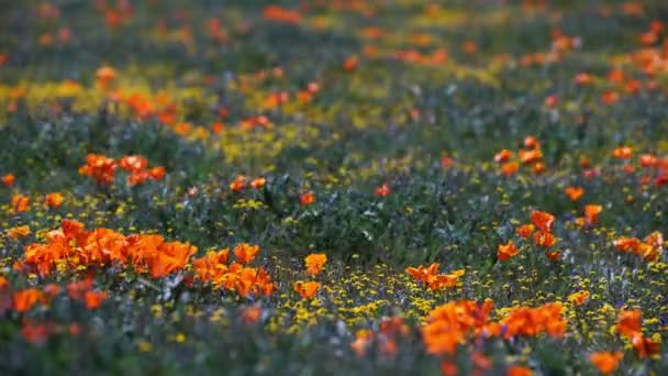 Poppy Kwiaty Super Bloom Antelope Valley Kalifornia Usa — Wideo stockowe