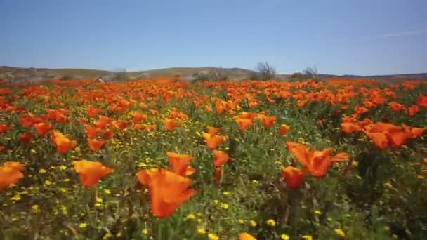Flower Field Bug Eye View Poppy Super Bloom Καλιφόρνια Άξονας — Αρχείο Βίντεο