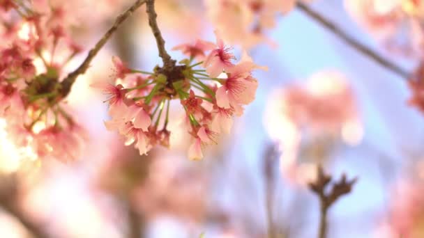 Muñeca Flor Cerezo Luz Solar Pan Soft Focus Primavera Japón — Vídeo de stock