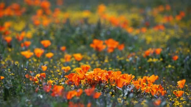 Poppy Flowers Super Bloom In Antelope Valley California USA — Stock Footage Poppy Flowers Super Bloom Antelope Valley California Usa Stock Footage