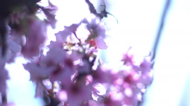 Cherry Blossom Dolly Och Pan Soft Focus Solljus Vårsäsongen Japan — Stockvideo