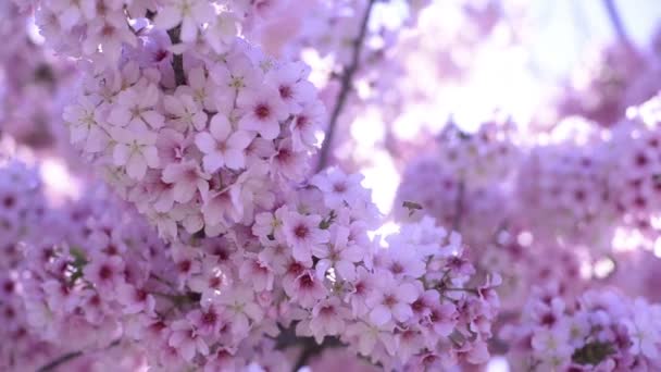 Kiraz Çiçeği Günışığı Dolly Pan Yumuşak Odaklanma Lkbahar Sezonunda Japonya — Stok video