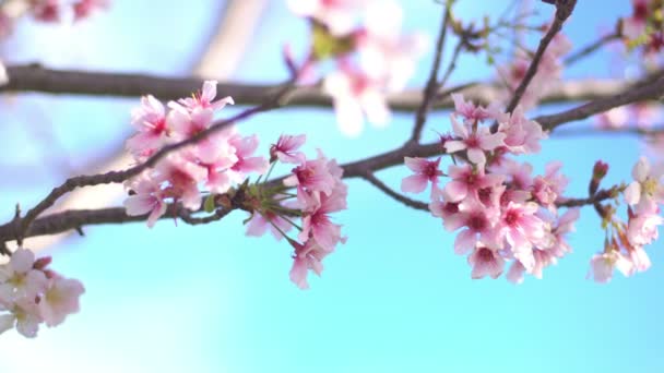 春季日本的樱花 多丽和潘软聚光 — 图库视频影像