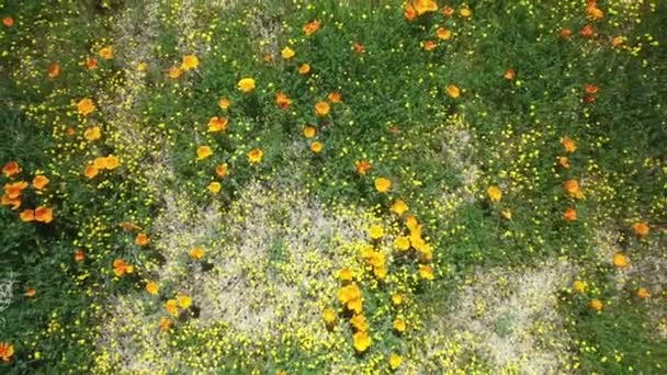 Vallmo Blommor Flygfoto Super Bloom Antelope Valley Kalifornien Usa — Stockvideo
