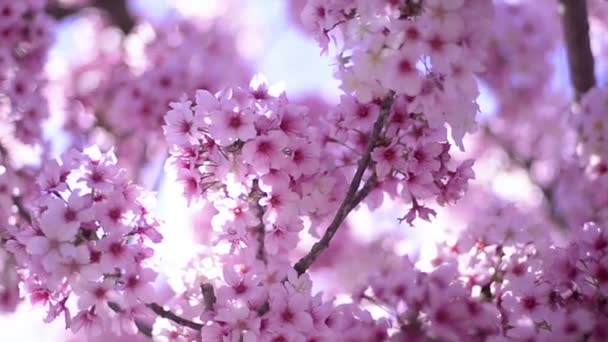 Cherry Blossom Sunlight Dolly Pan Soft Focus Spring Season Japan — Stok Video