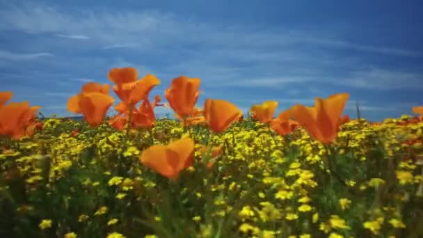 Květinové Pole Bug Eye View Poppy Super Bloom California Axis — Stock video