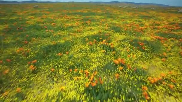 Aerial Shot Super Bloom Antelope Valley California Usa — Vídeo de stock