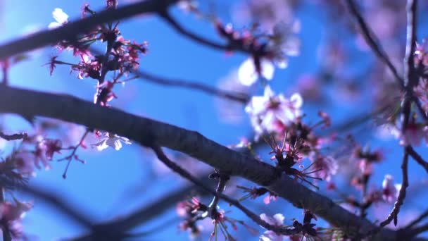 春季日本的樱花 多丽和潘软聚光 — 图库视频影像