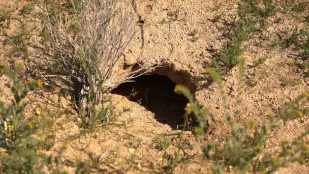 Tortuga Del Desierto Salvaje Burro Gopherus Agassizii Mojave Desert California — Vídeo de stock