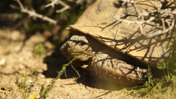 Vilda Ökensköldpaddan Gopherus Agassizii Mojaveöknen Kalifornien Usa — Stockvideo