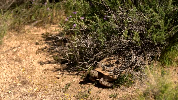 Дика Пустеля Tortoise Gopherus Agassizii Mojave Desert California Usa — стокове відео