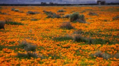 Antilop Vadisi Kaliforniya 'da Gelincik Çiçekleri Süper Açtı