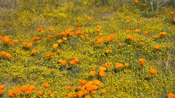 Flores Amapola Super Bloom Antelope Valley California — Vídeo de stock