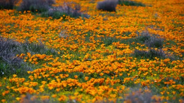 Poppy Flores Super Bloom Antelope Valley Califórnia Eua — Vídeo de Stock