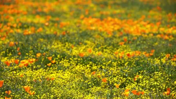 Poppy Kwiaty Super Bloom Antelope Valley Kalifornia Usa — Wideo stockowe