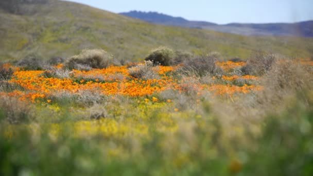 Poppy Kwiaty Super Bloom Antelope Valley Kalifornia Usa — Wideo stockowe