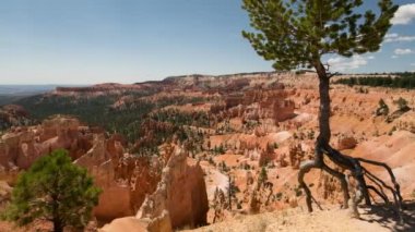 Bryce Kanyonu Ulusal Parkı Gündoğumu Noktası Hoodoos Zaman aşımı Ağacı Utah ABD Sola