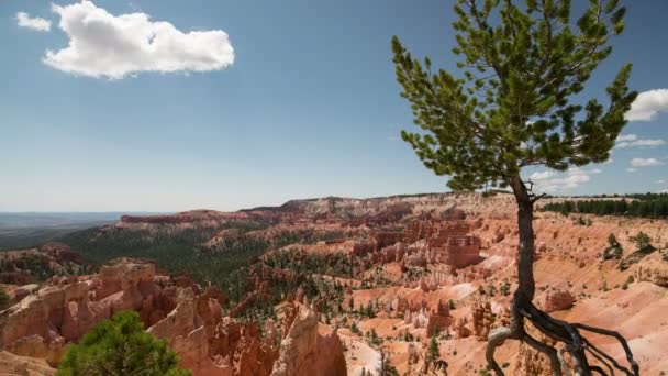 Bryce Canyon National Park Sunrise Point Hoodoos Time Lapse Árvore — Vídeo de Stock