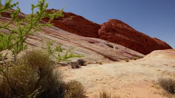 Valley Fire White Domes Trail Sandstone Rock Formation Desert Plants — Stockvideo