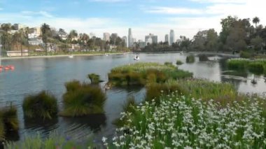 Los Angeles Havadan Vurulan Şehir Merkezi Skyline Echo Park Lake California 'da çiçeklerin üzerinden uçuyor.