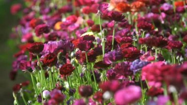 Closeup of Purple Persian Buttercup Flower Field Ranunculus Asiatic