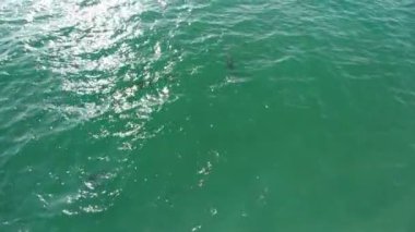 Kaliforniya 'da okyanusta yüzen yunusların havadan çekimleri.
