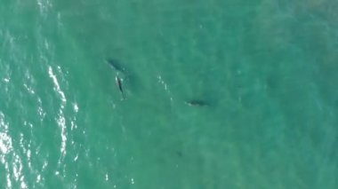 Kaliforniya 'da okyanusta yüzen 3 yunusun havadan çekimi.