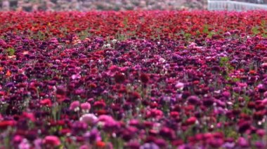 Purple Red Persian Buttercup Flower Field Ranunculus Asiatic