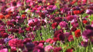 Closeup of Purple Persian Buttercup Flower Field Ranunculus Asiatic