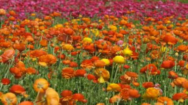 Orange Yellow Persian Buttercup Flower Field Ranunculus Asiatic