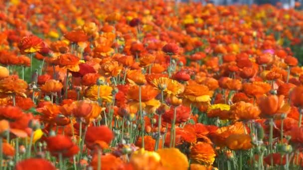 Orange Persiska Buttercup Flower Field Ranunculus Asiatiska — Stockvideo