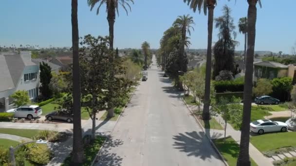 Воздушный Шар Улицы Пальмовыми Деревьями Лос Анджелесе Отсталой Калифорнии Сша — стоковое видео
