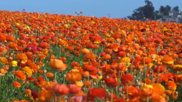 Orange Persiska Buttercup Flower Field Ranunculus Asiatiska — Stockvideo