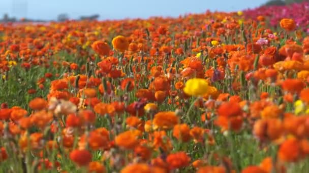 Оранжево Желтый Персидский Кубок Цветочного Поля Ranunculus Asiatic — стоковое видео