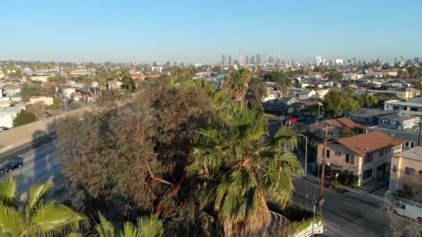 メルローズ アベニュー パーム ツリーでのロサンゼルスとハリウッド フリーウェイの空中撮影 Fly California Usa — ストック動画
